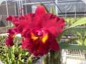 Rth. Shinfong Unique Red Tian Mu